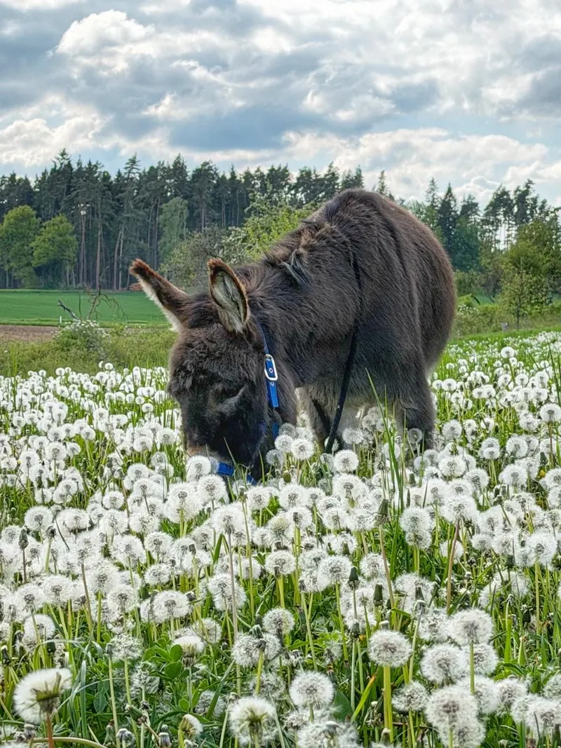 Esel frisst auf einer Wiese voller Pusteblumen, dahinter Wald